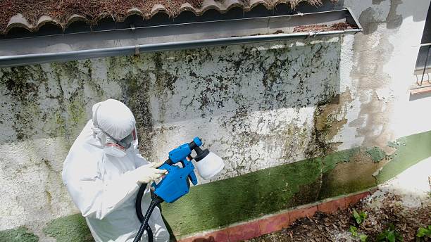 Top rated local Attic Mold Remediation specialists in Columbus, TX